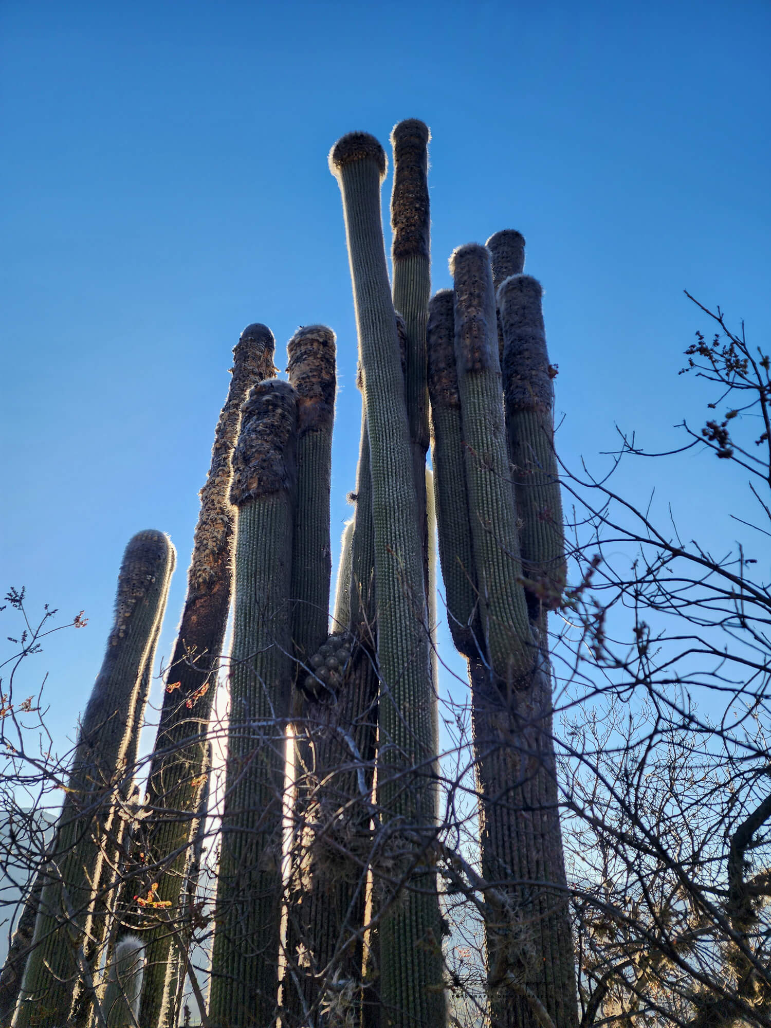 Cephalocereus senilis